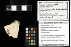 Foto (Objekt + Etiketten) von Goniodromites bidentatus (Reuss, 1859) 